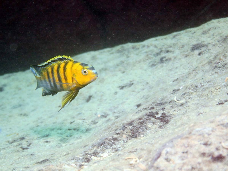 Tropheops sp. 'red cheek' Mitande Reef (Rocks)